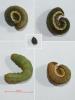 Ochropleura leucogaster